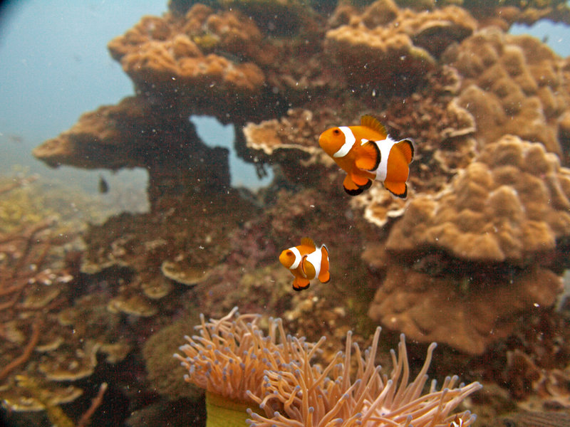 Clown Fish, Natural Light